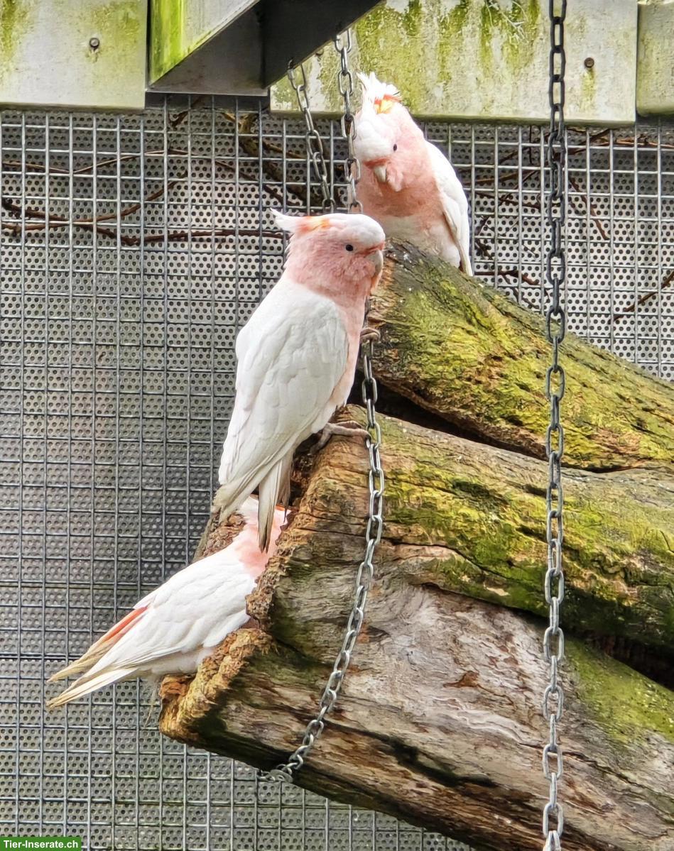 Bild 2: 2.1 Inka-Kakadu zu verkaufen