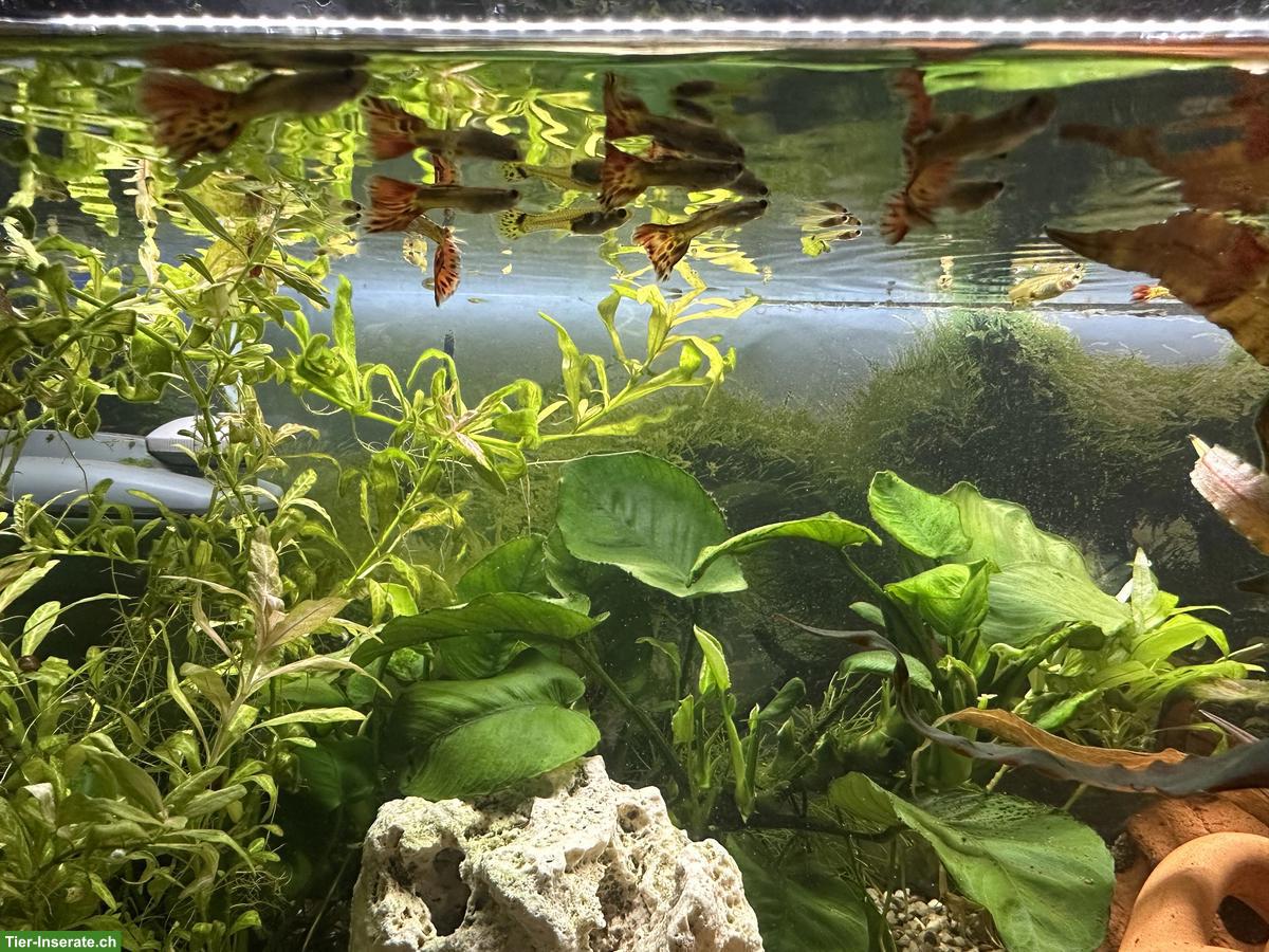 GRATIS: Schöne Guppys zu verschenken