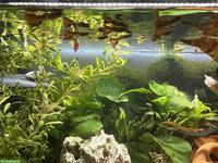 GRATIS: Schöne Guppys zu verschenken