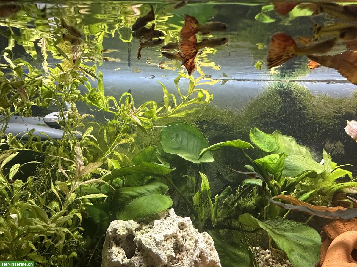 Bild 2: GRATIS: Schöne Guppys zu verschenken