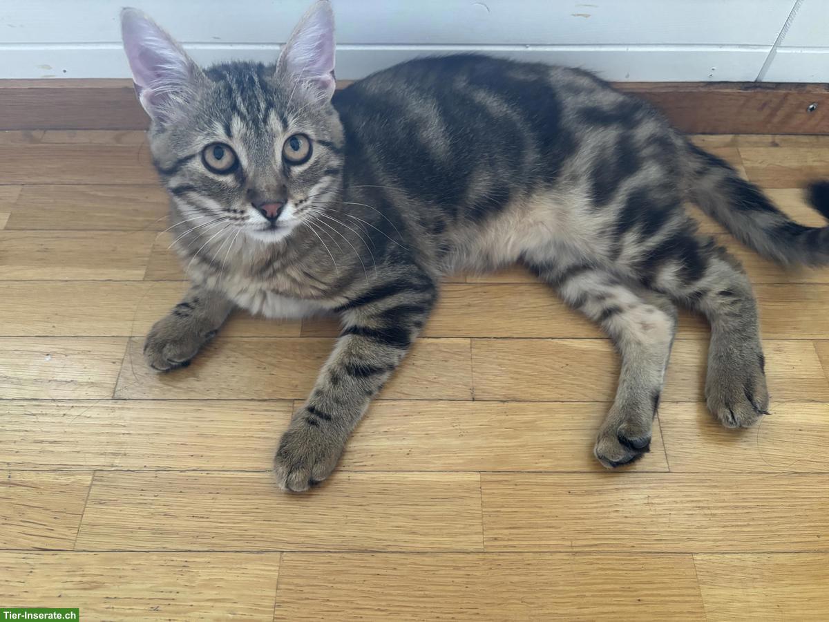 Bild 2: Katze, Kater Leo sucht liebes neues Zuhause