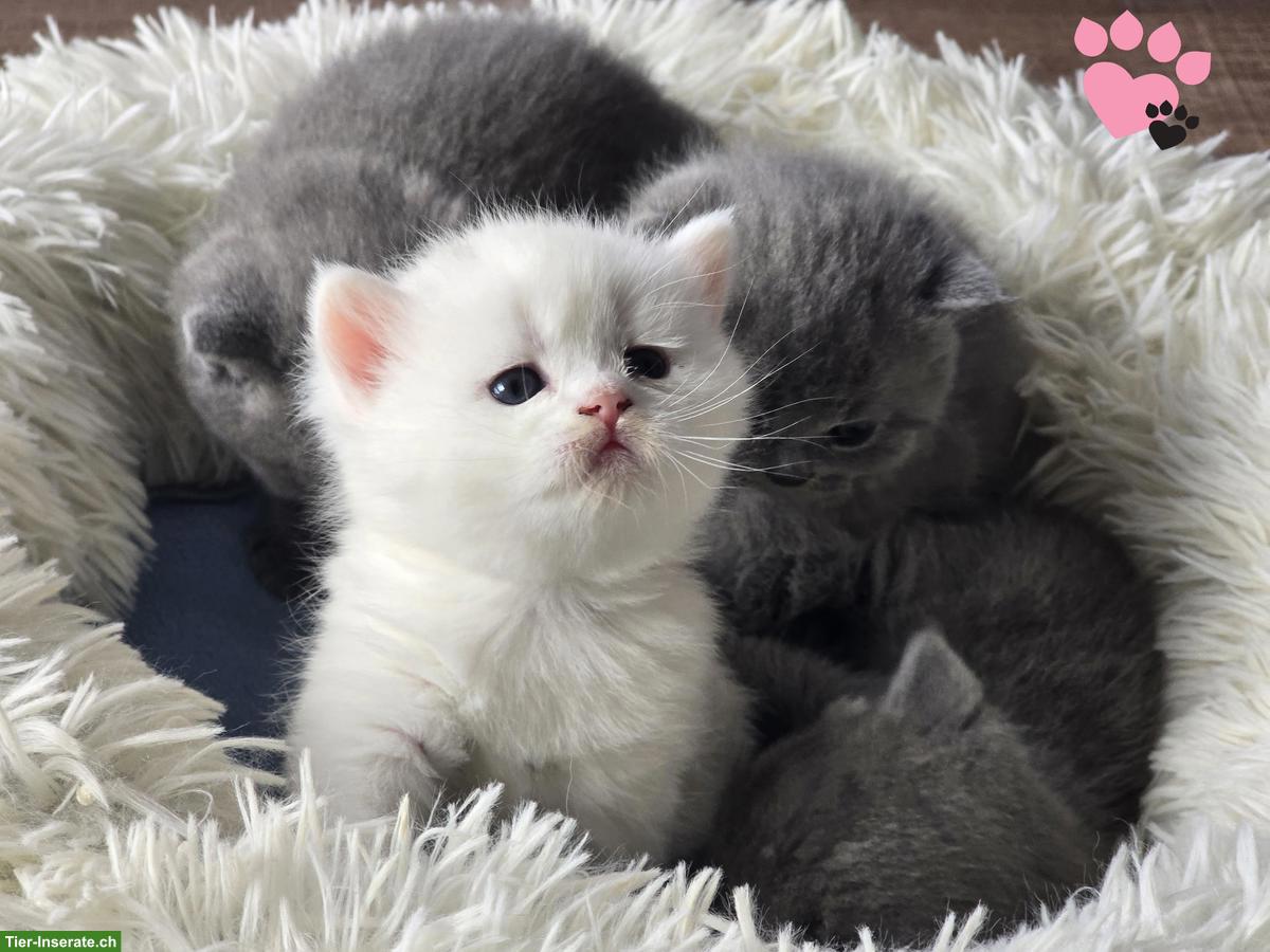 Reinrassige BKH Kätzchen suchen ein Zuhause