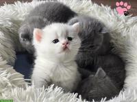 Reinrassige BKH Kätzchen suchen ein Zuhause