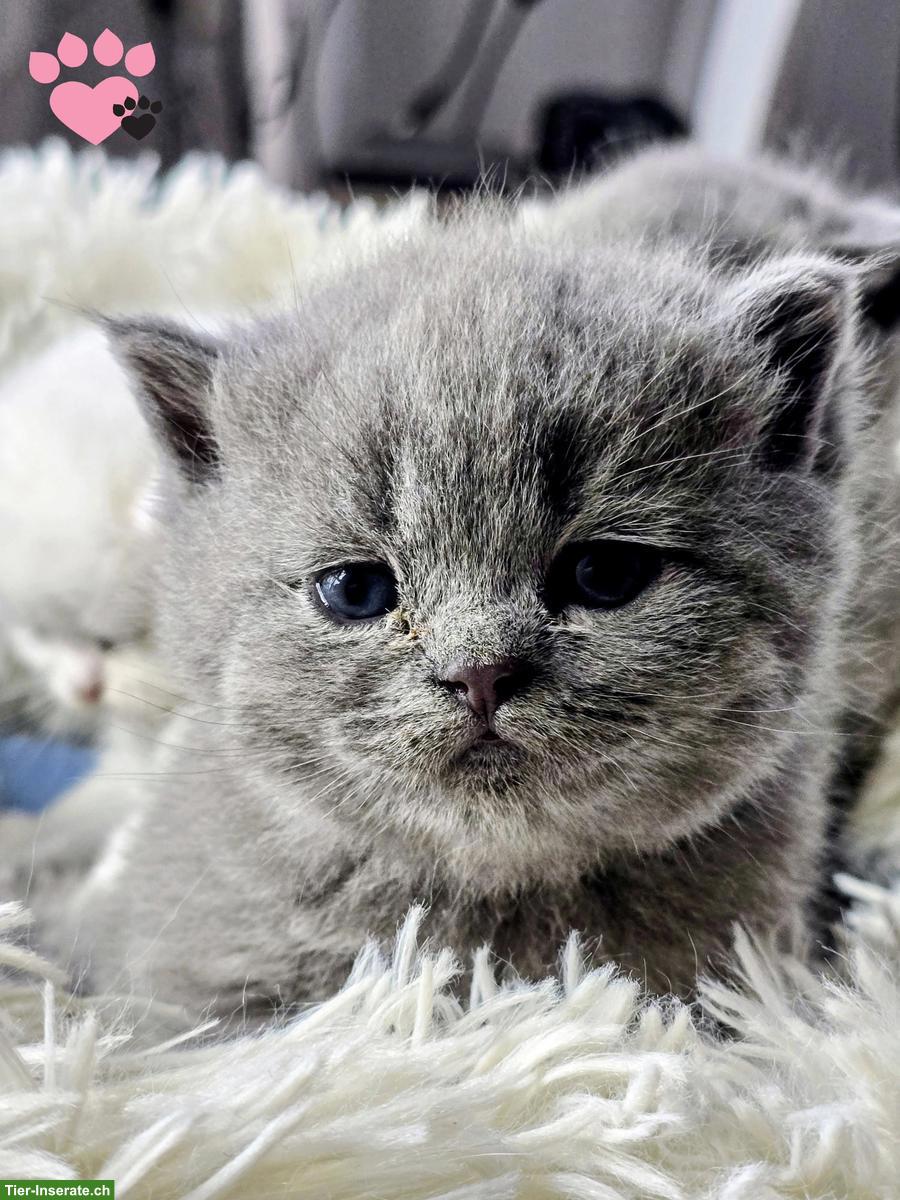 Bild 3: Reinrassige BKH Kätzchen suchen ein Zuhause