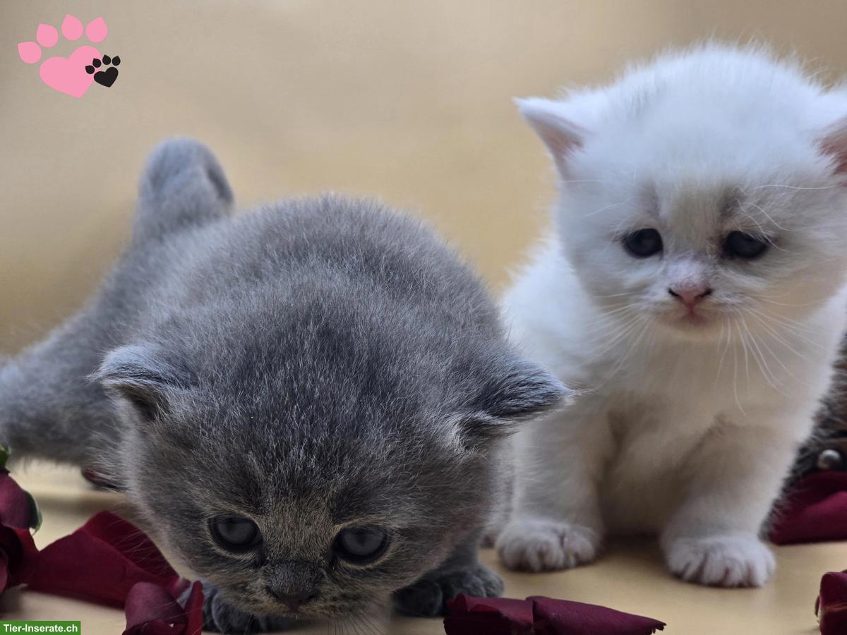 Bild 4: Reinrassige BKH Kätzchen suchen ein Zuhause