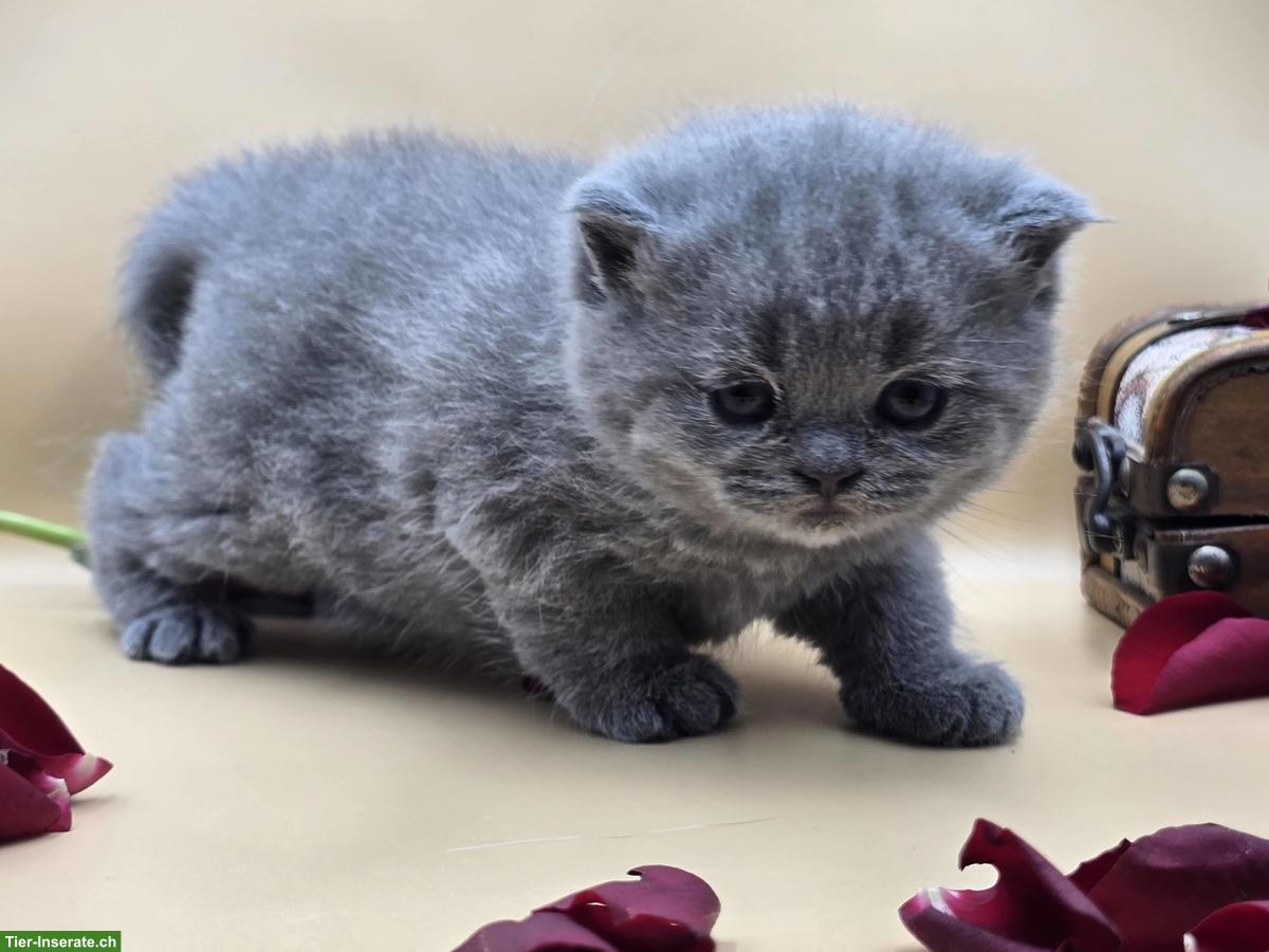 Bild 5: Reinrassige BKH Kätzchen suchen ein Zuhause