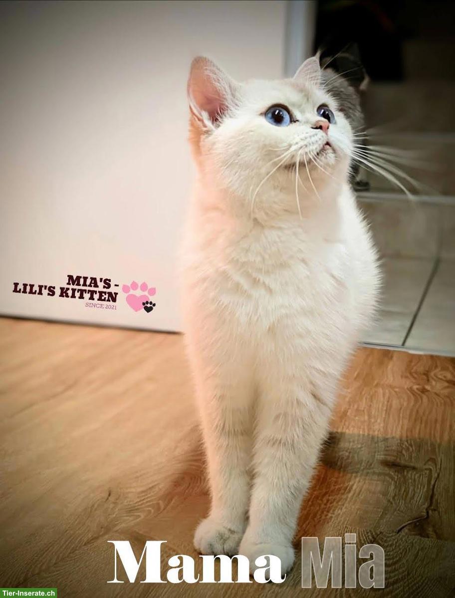 Bild 6: Reinrassige BKH Kätzchen suchen ein Zuhause