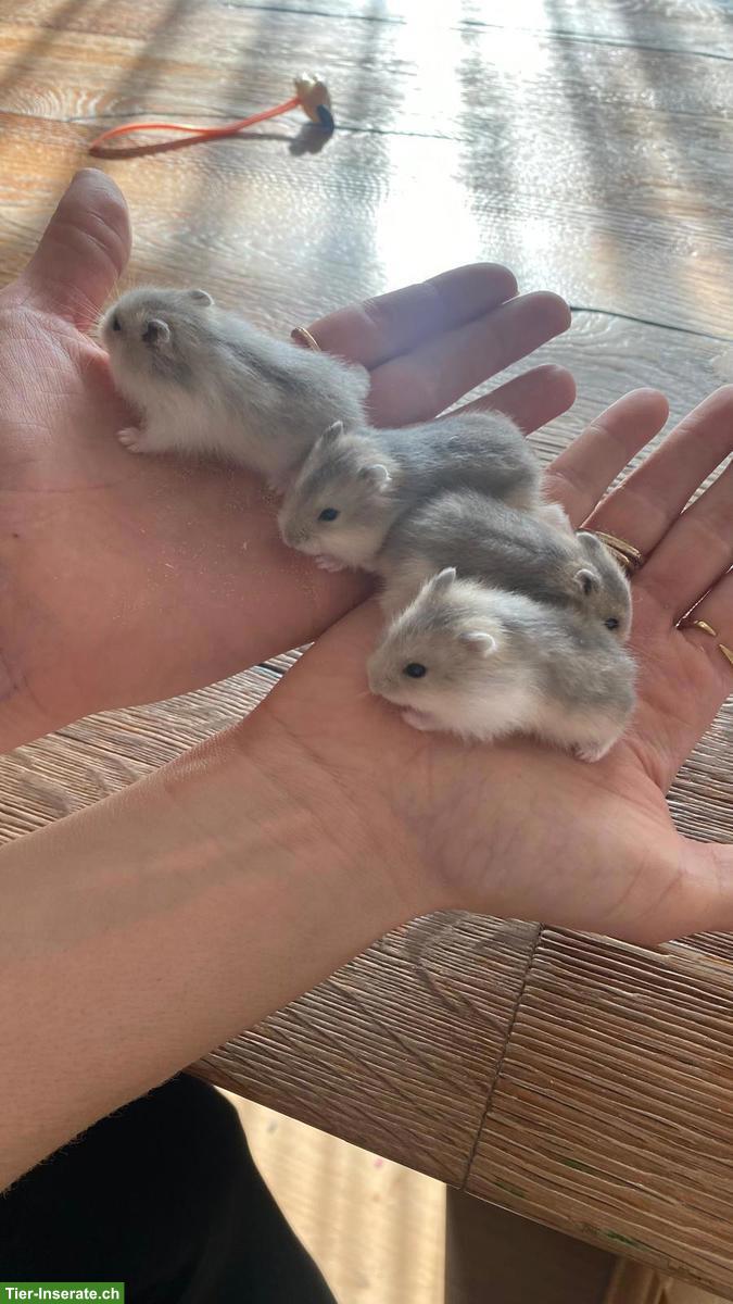 Junge Dsungarische Zwerghamster, zahm