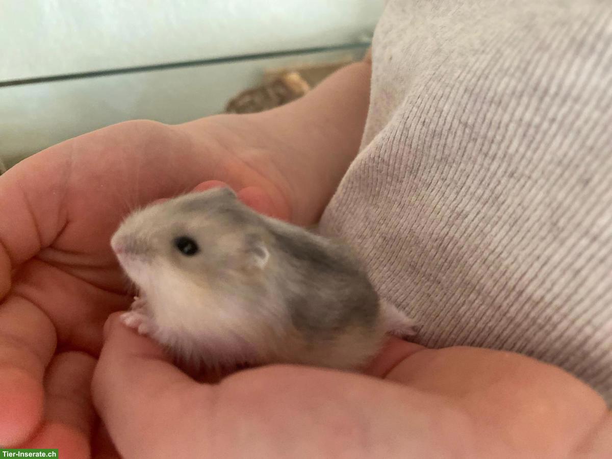 Bild 2: Junge Dsungarische Zwerghamster, zahm