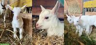 Reinrassige Saanen Ziegenböckli zu verkaufen