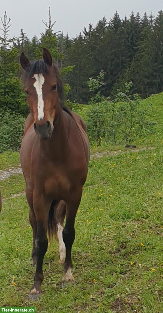 Bild 2: Freiberger-Mix Stute, HANNA, 1.54m