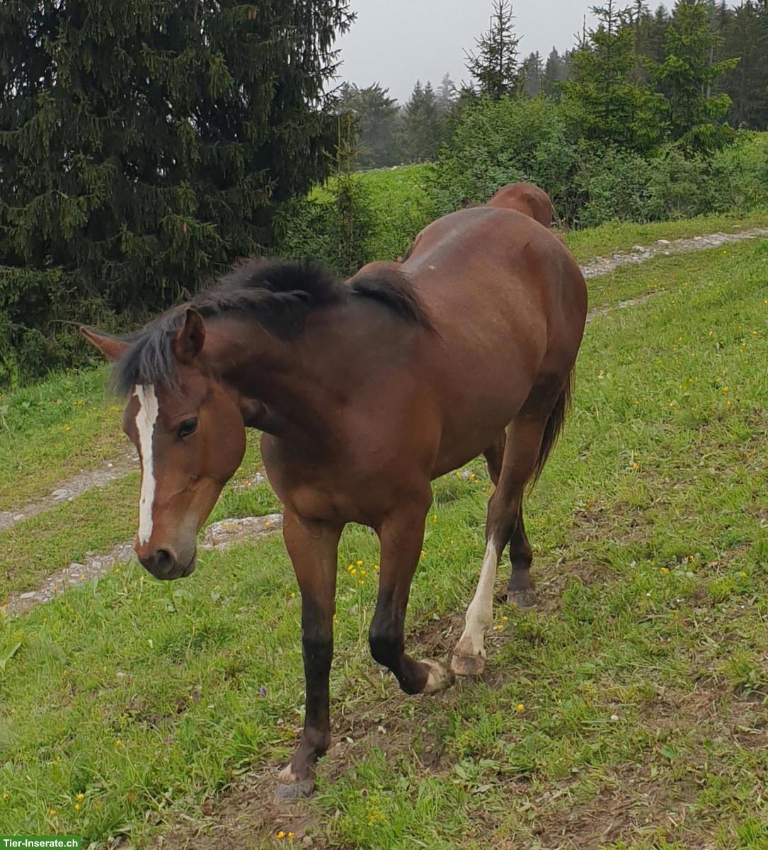 Bild 3: Freiberger-Mix Stute, HANNA, 1.54m