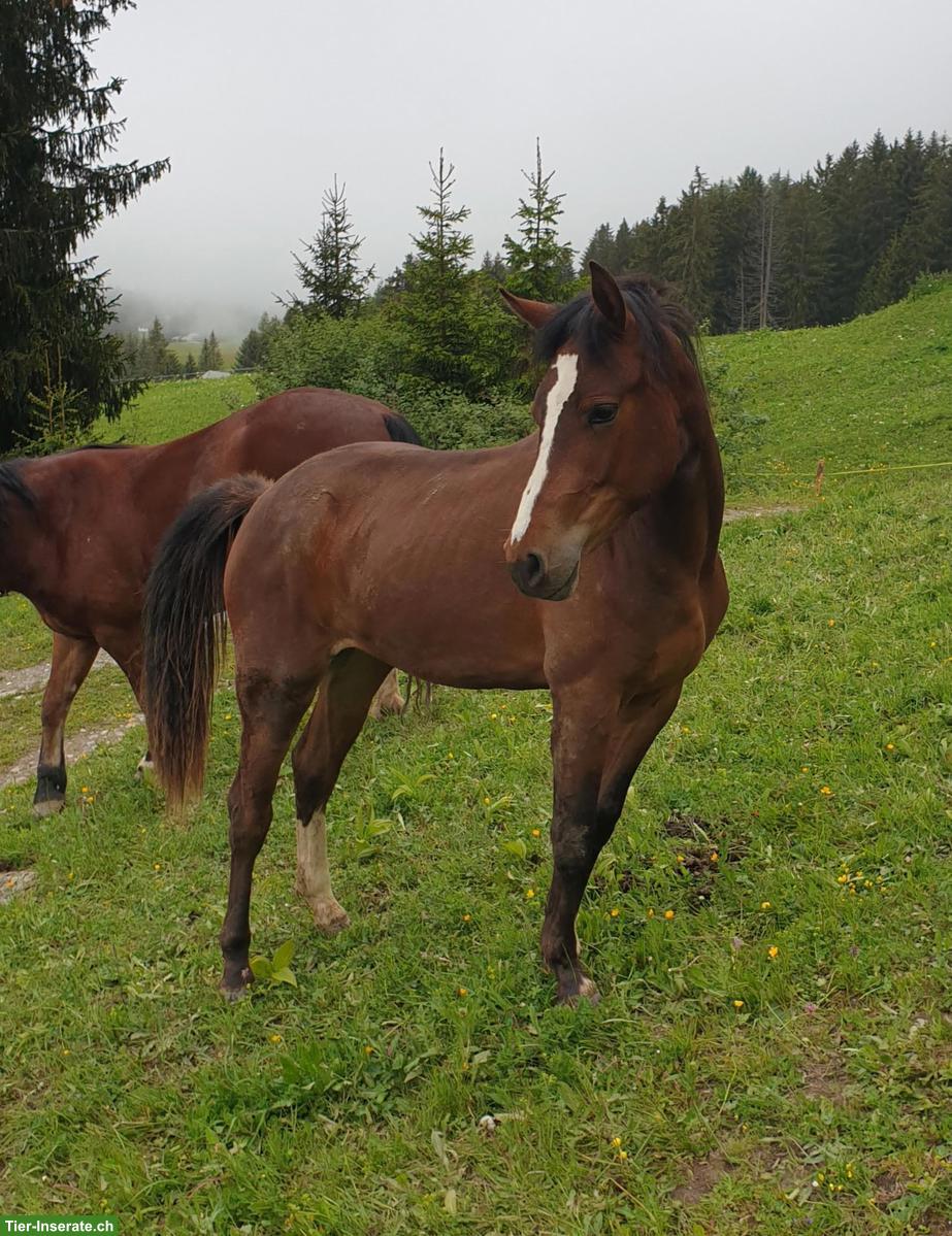 Bild 4: Freiberger-Mix Stute, HANNA, 1.54m