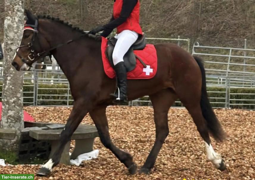 Bild 5: Freiberger-Mix Stute, HANNA, 1.54m