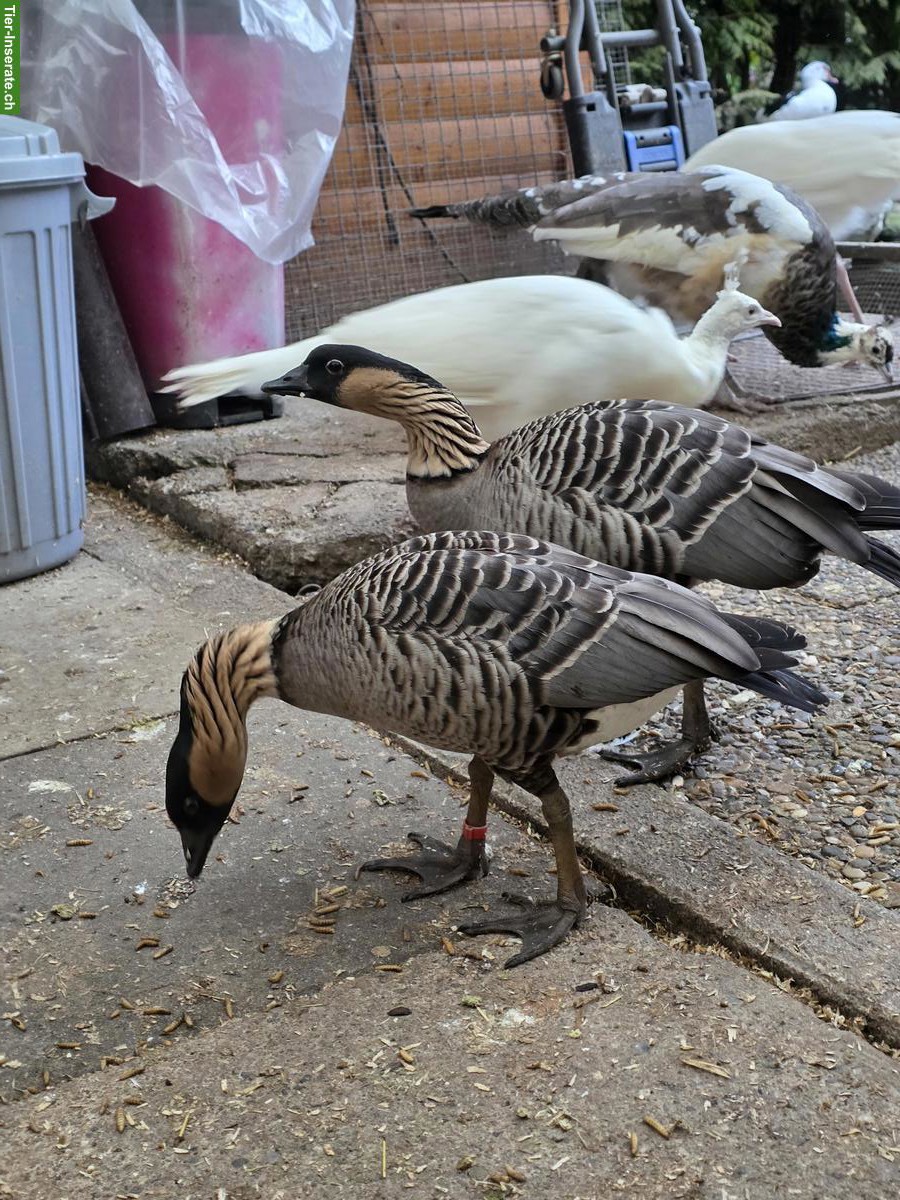Hawaiigänse Pärchen zu verkaufen