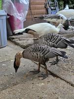 Hawaiigänse Pärchen zu verkaufen