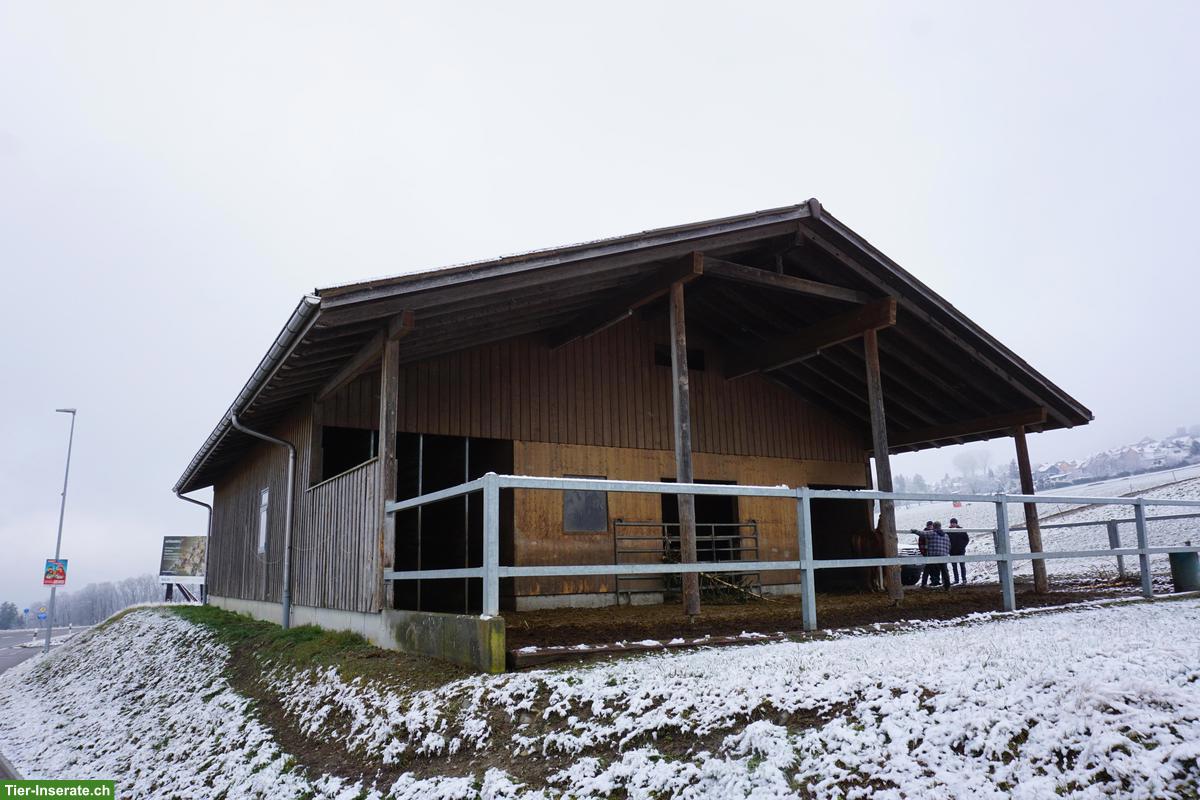 Pferdestall zu verkaufen, Elementbau auf Betonsockel