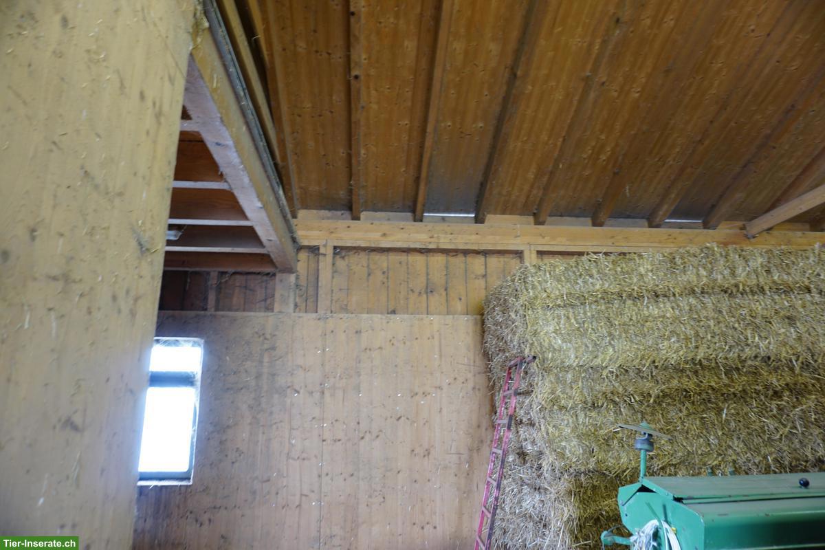 Bild 3: Pferdestall zu verkaufen, Elementbau auf Betonsockel