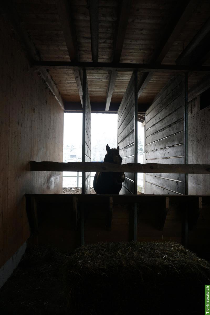 Bild 4: Pferdestall zu verkaufen, Elementbau auf Betonsockel
