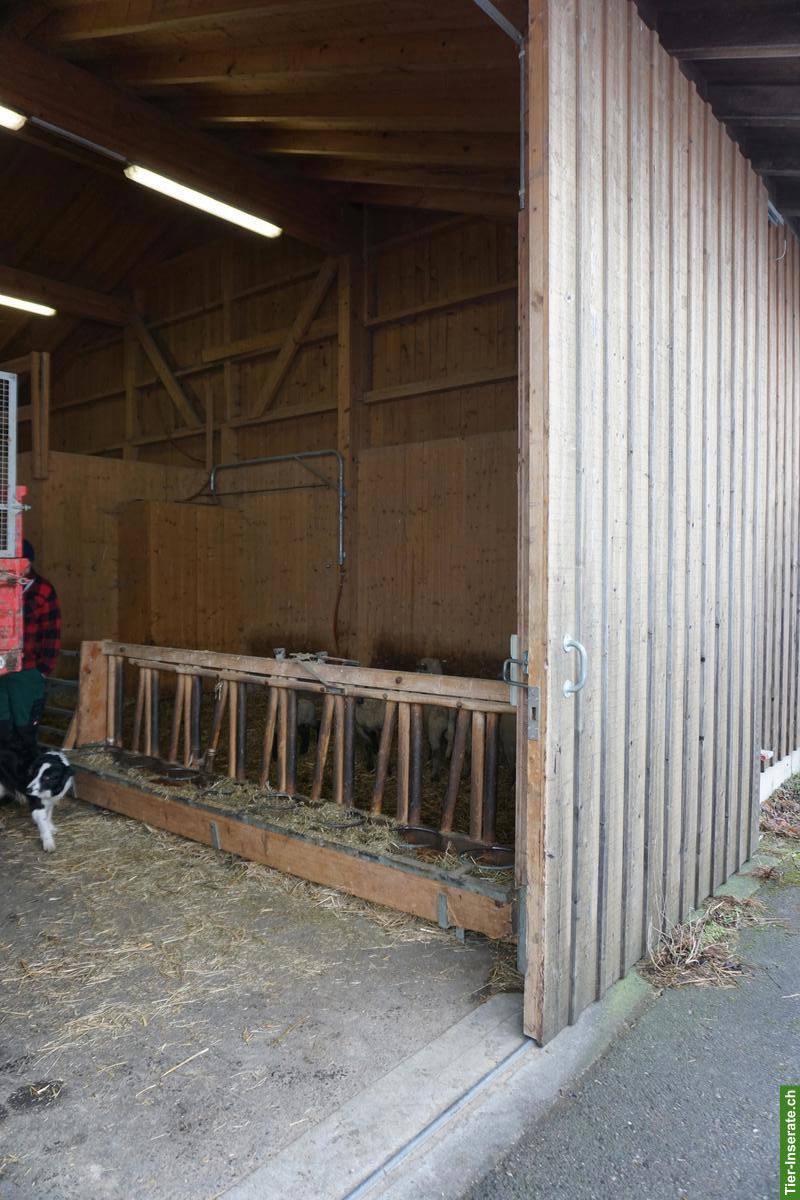 Bild 5: Pferdestall zu verkaufen, Elementbau auf Betonsockel