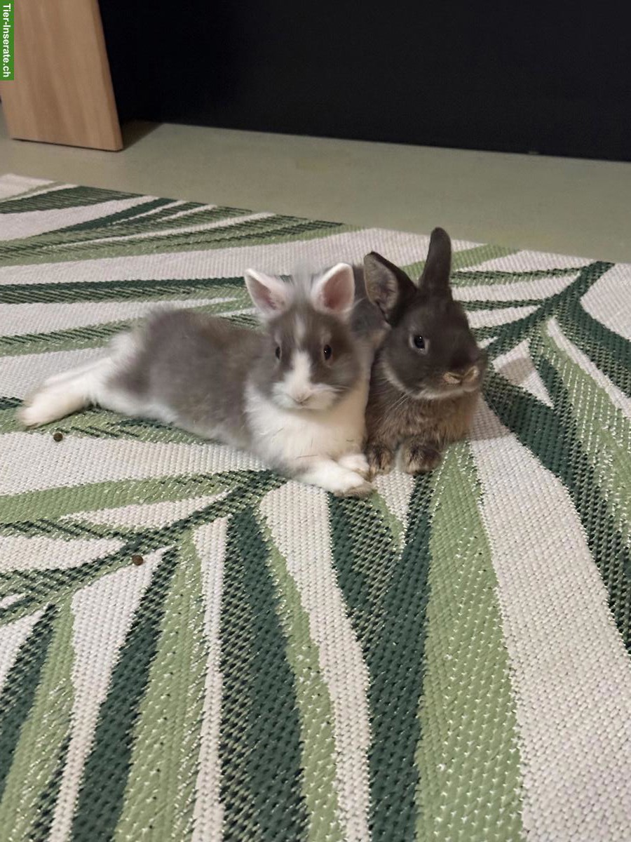 2 Zwergkaninchen mit Käfig und allem Zubehör