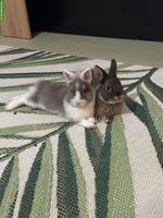 2 Zwergkaninchen mit Käfig und allem Zubehör