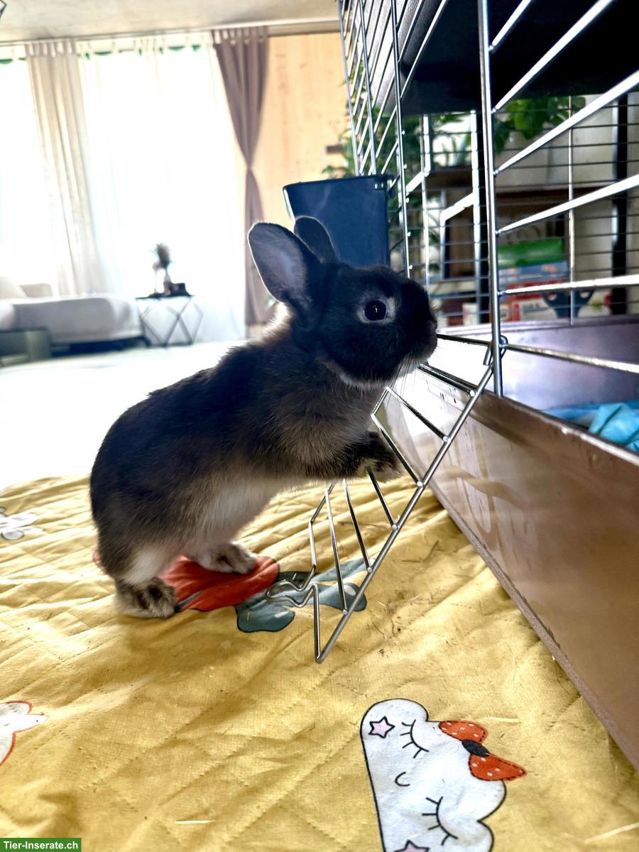 Bild 2: 2 Zwergkaninchen mit Käfig und allem Zubehör