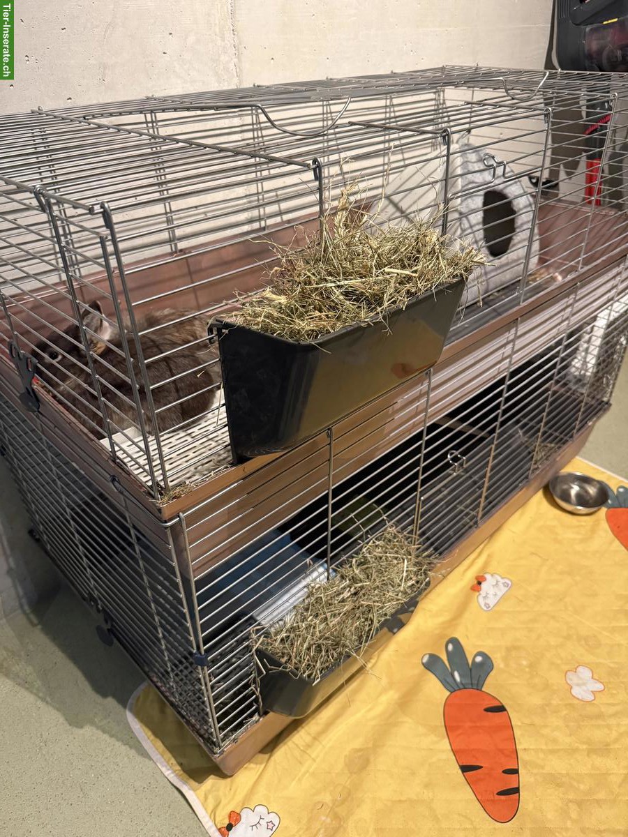 Bild 5: 2 Zwergkaninchen mit Käfig und allem Zubehör
