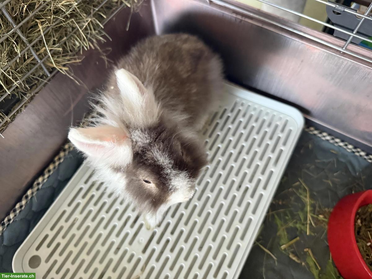 Bild 6: 2 Zwergkaninchen mit Käfig und allem Zubehör