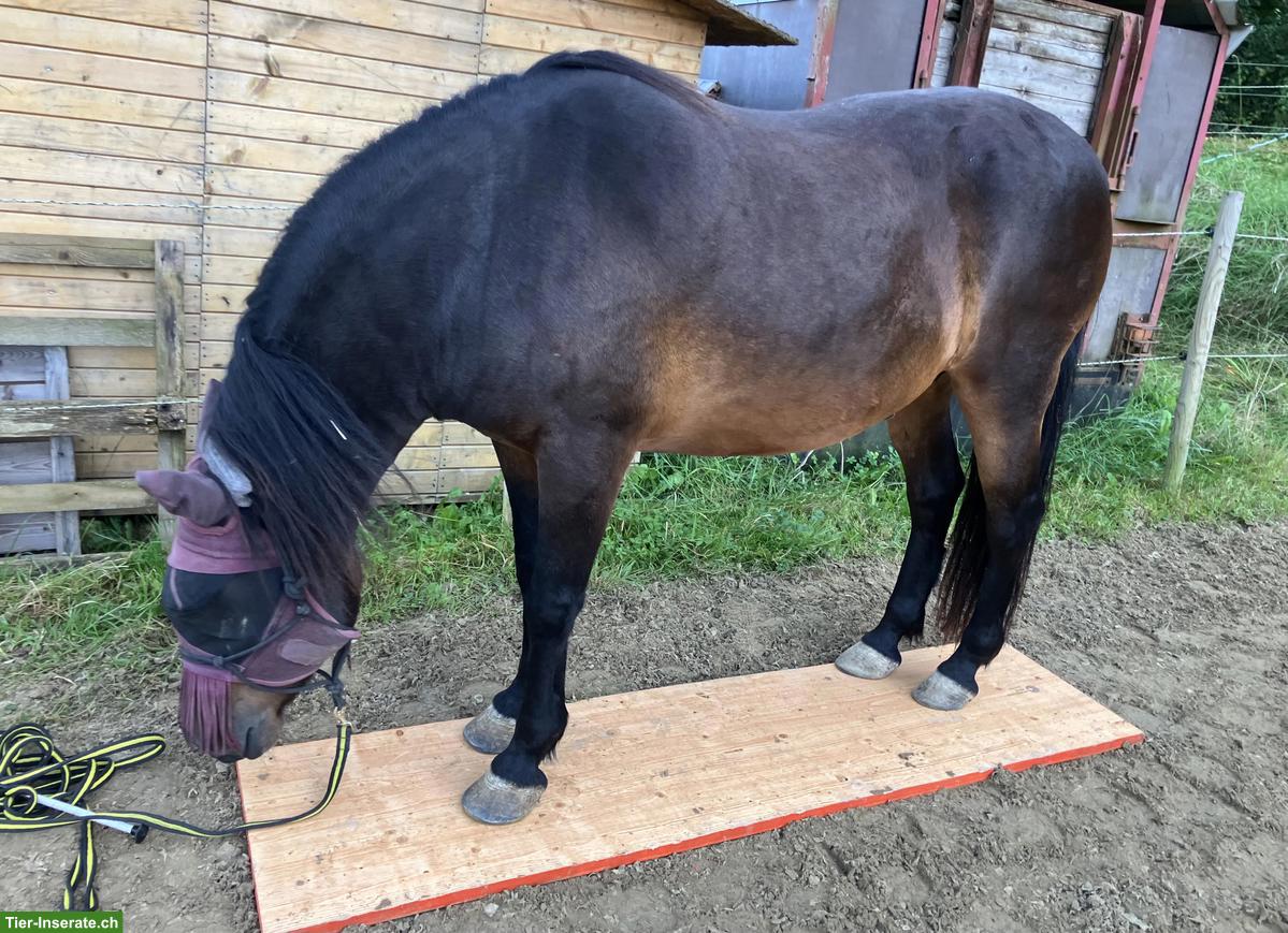 Bosnisches Gebirgspferd zu verkaufen