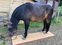 Bosnisches Gebirgspferd zu verkaufen