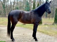 Trakehner Wallach, vielseitig veranlagt mit tollem Charakter