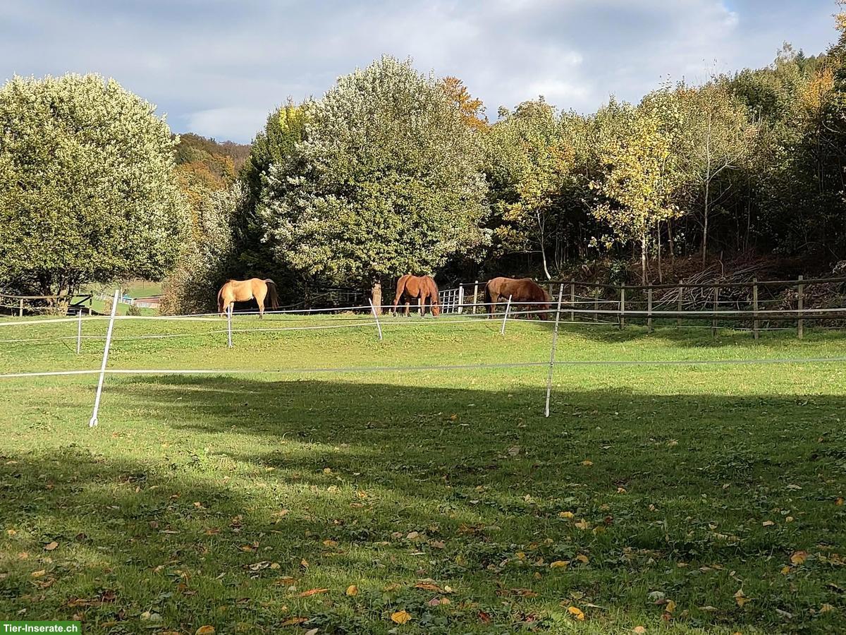 Offenstall-Platz frei in Kirchleerau AG