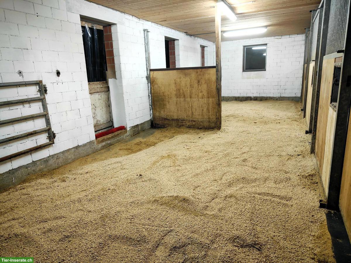 Bild 2: Offenstall-Platz frei in Kirchleerau AG