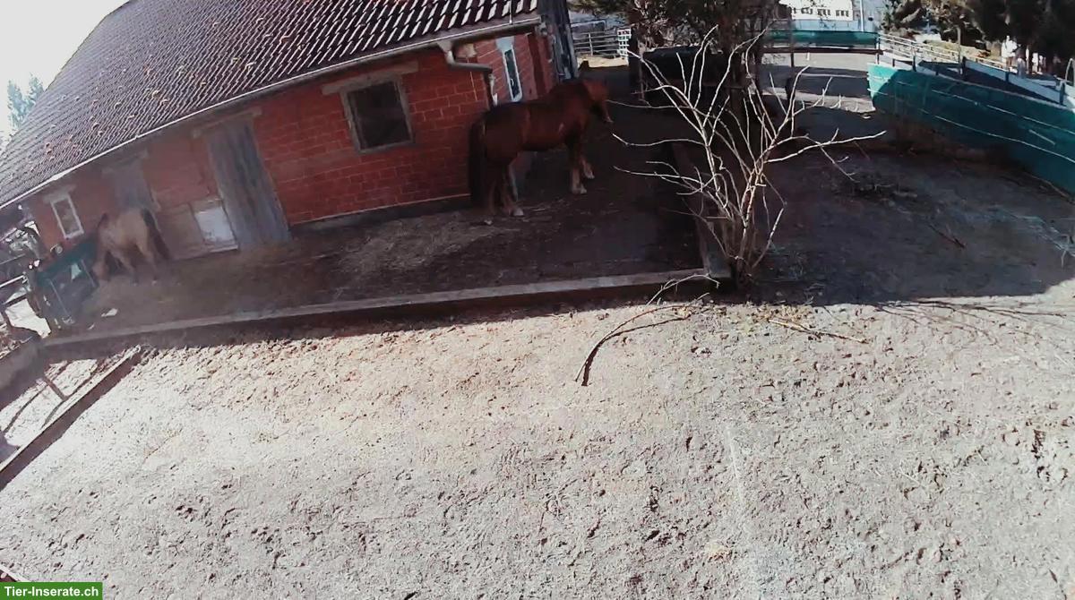 Bild 4: Offenstall-Platz frei in Kirchleerau AG