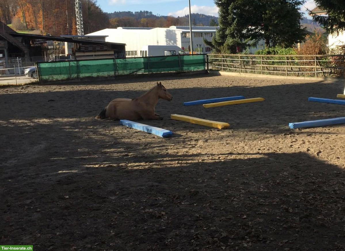 Bild 5: Offenstall-Platz frei in Kirchleerau AG