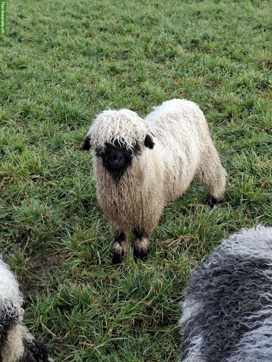 2 Walliser Schwarznasenschaf-Böcke zu verkaufen