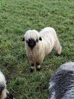 2 Walliser Schwarznasenschaf-Böcke zu verkaufen