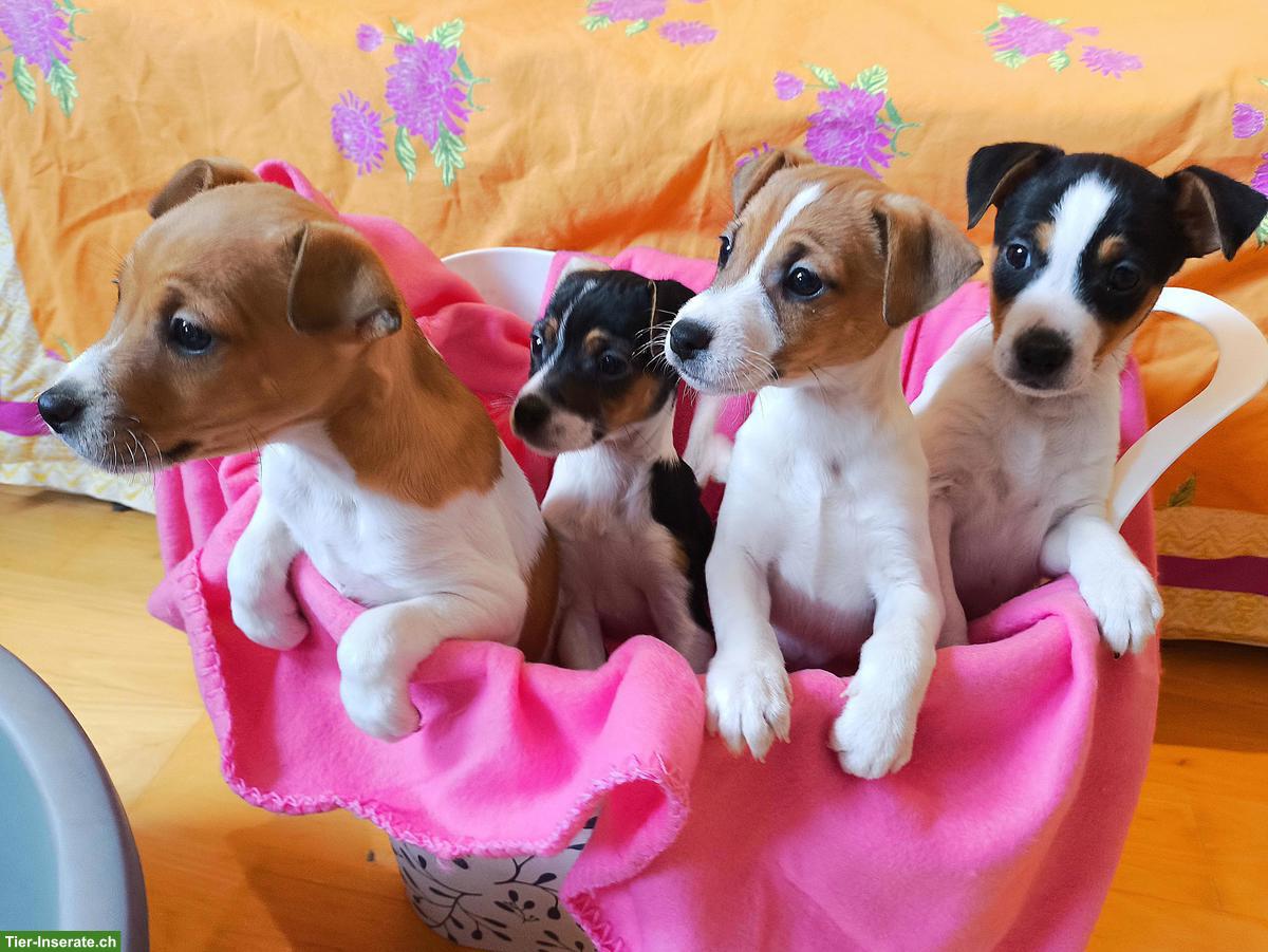 Jack Russell Welpen aus CH-Hundezucht suchen ein Zuhause
