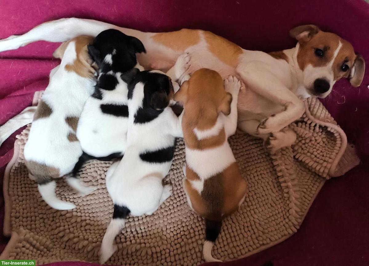 Bild 2: Jack Russell Welpen aus CH-Hundezucht suchen ein Zuhause