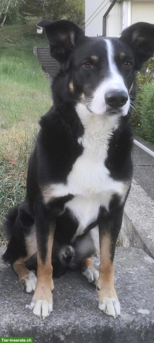 Bild 2: 2 Senioren-Rüden: Rex & Rocky suchen ihr finales Glück