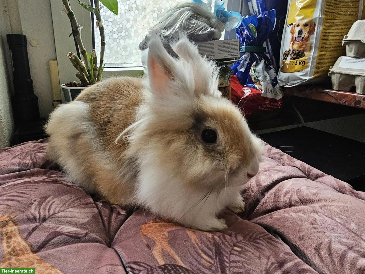 Löwenkopf Kaninchen, Weibchen und Männchen