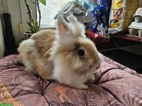 Löwenkopf Kaninchen, Weibchen und Männchen