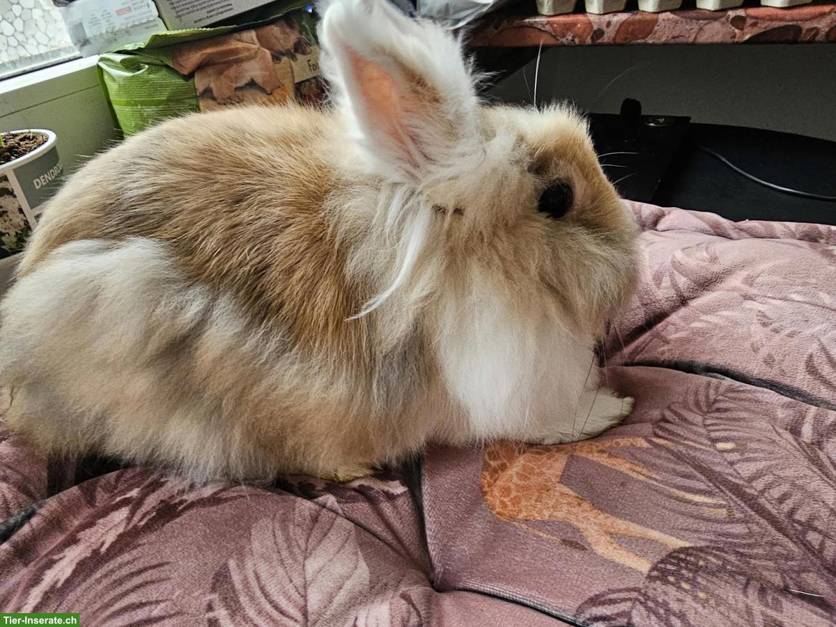 Bild 2: Löwenkopf Kaninchen, Weibchen und Männchen