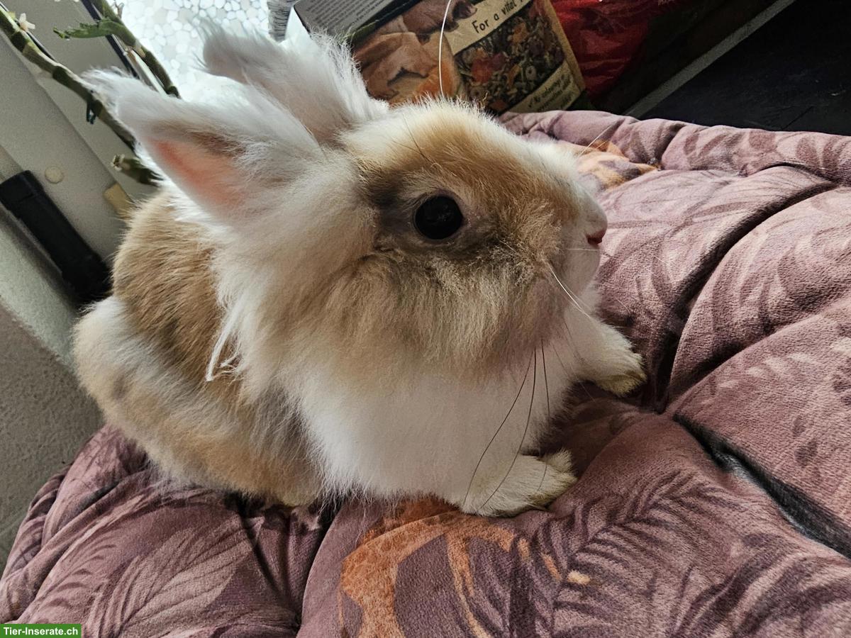 Bild 3: Löwenkopf Kaninchen, Weibchen und Männchen