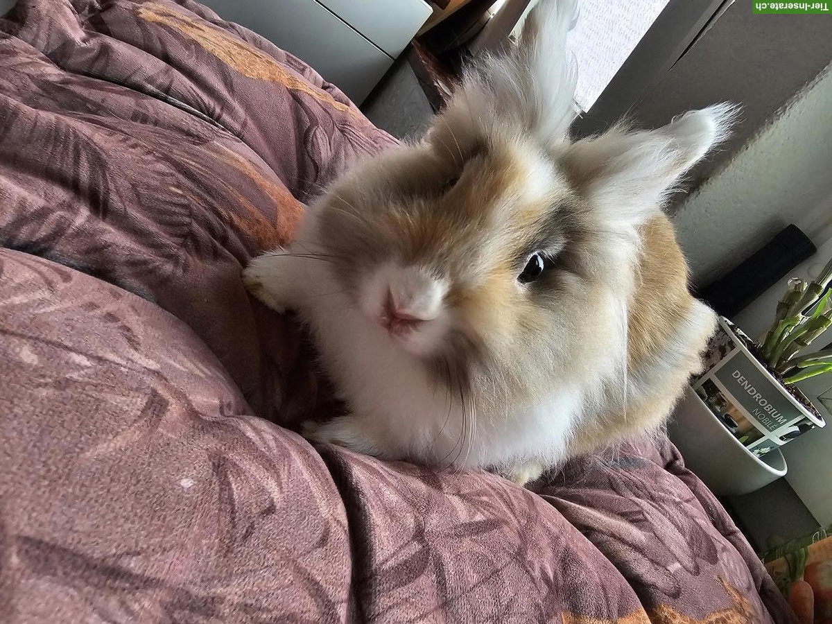 Bild 4: Löwenkopf Kaninchen, Weibchen und Männchen