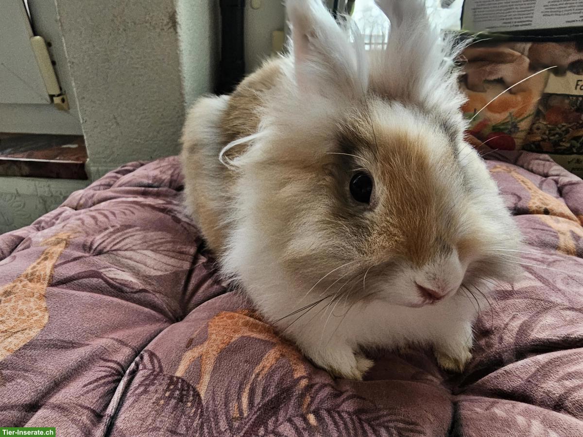 Bild 5: Löwenkopf Kaninchen, Weibchen und Männchen