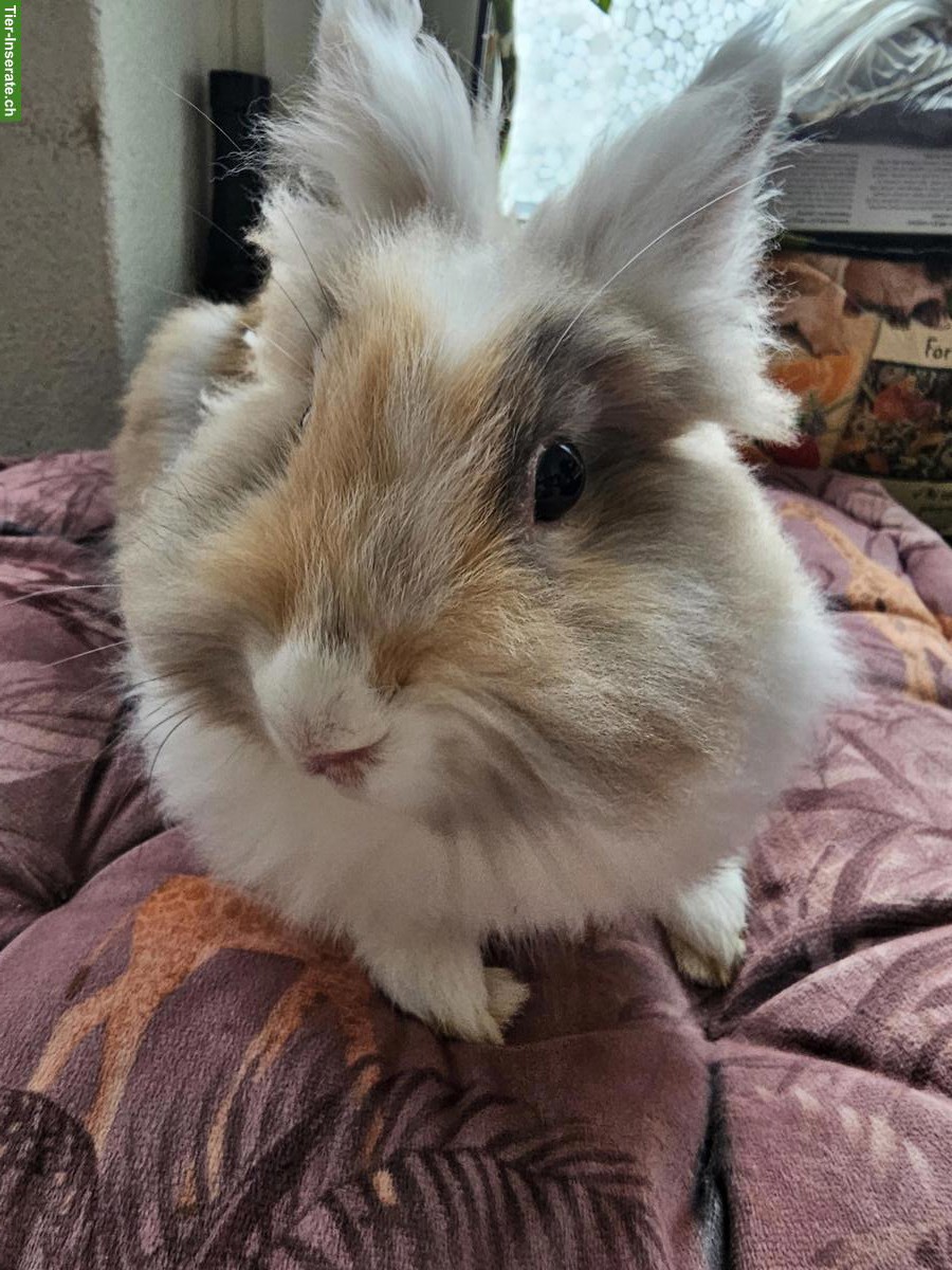 Bild 6: Löwenkopf Kaninchen, Weibchen und Männchen