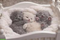 BKH/BLH Kitten mit Stammbaum zu verkaufen