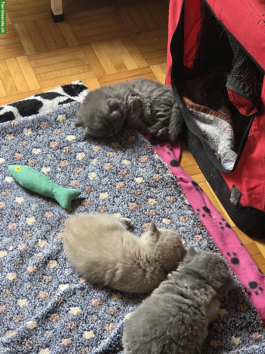 Bild 2: BKH/BLH Kitten mit Stammbaum zu verkaufen